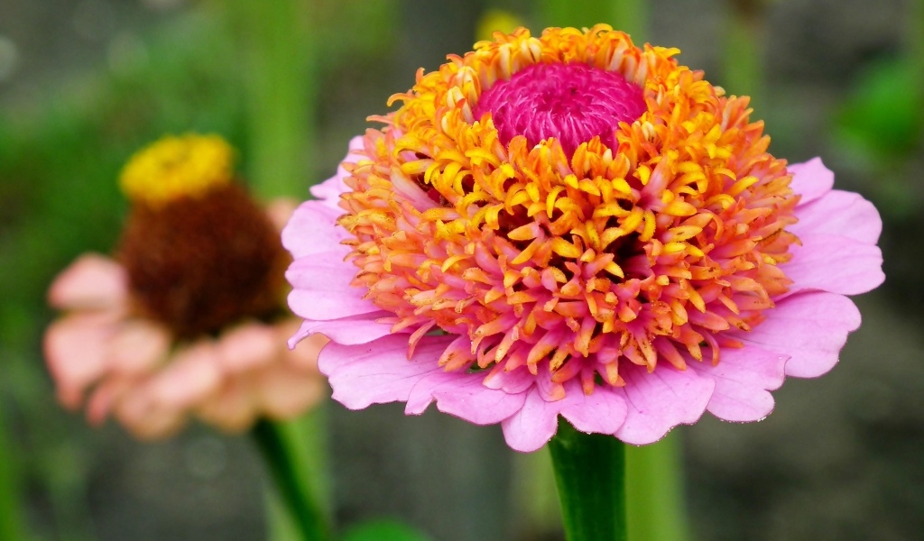 Пышный розовый цветок циннии 