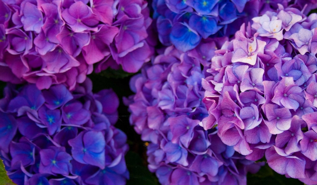Пышные фиолетовые  цветы гортензии