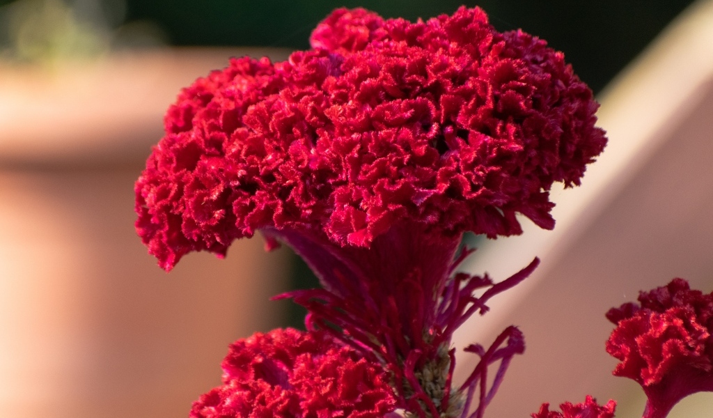 Пышный красный цветок крупным планом