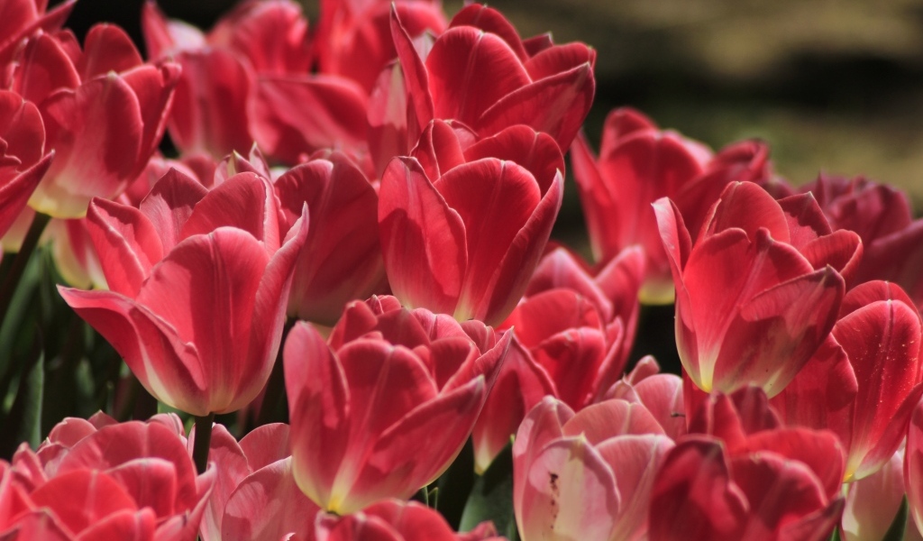 Много ярких розовых тюльпанов крупным планом