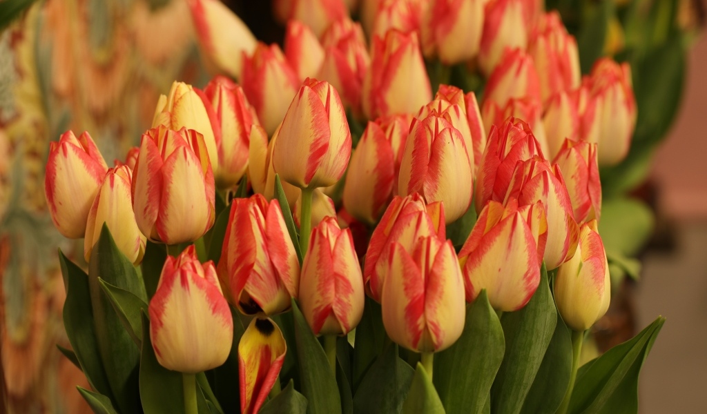 Много оранжевых тюльпанов крупным планом