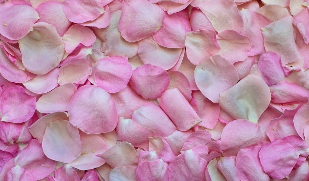 Много сорванных розовых лепестков розы