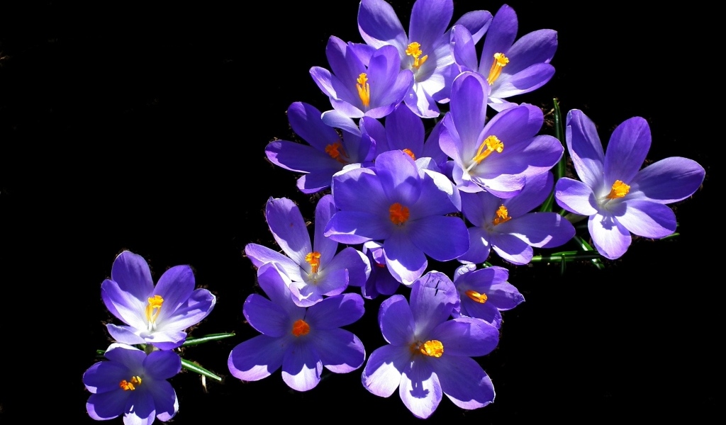 Много фиолетовых крокусов на черном фоне
