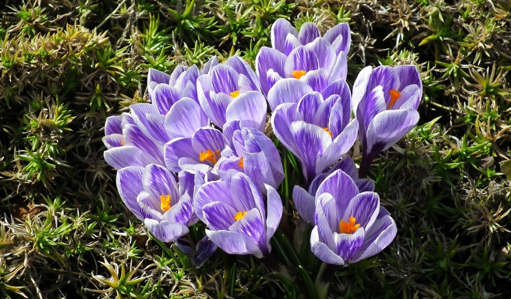 Много маленький ярких фиолетовых цветов крокуса