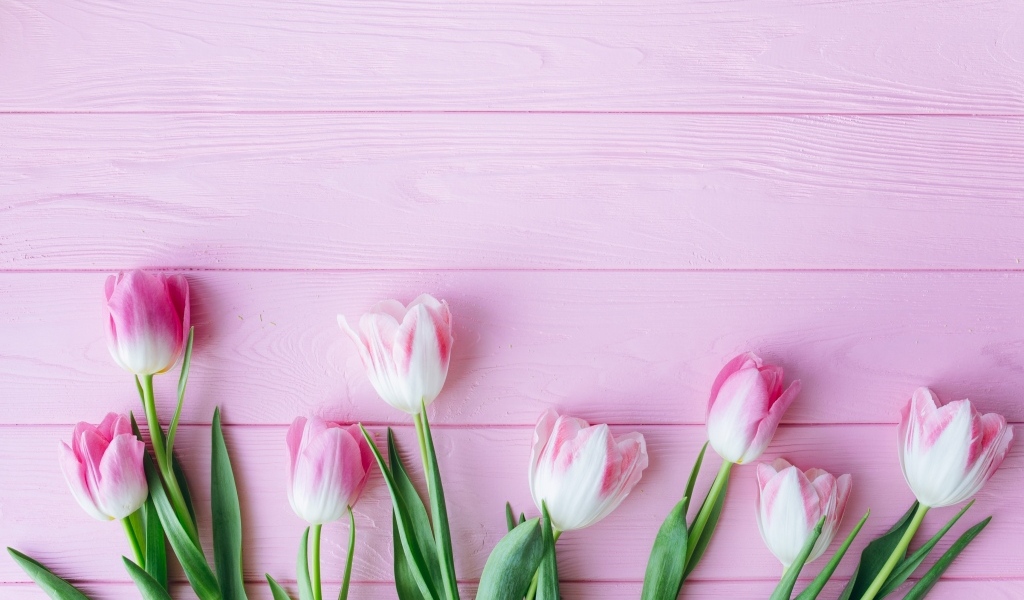 Много тюльпанов на розовом фоне