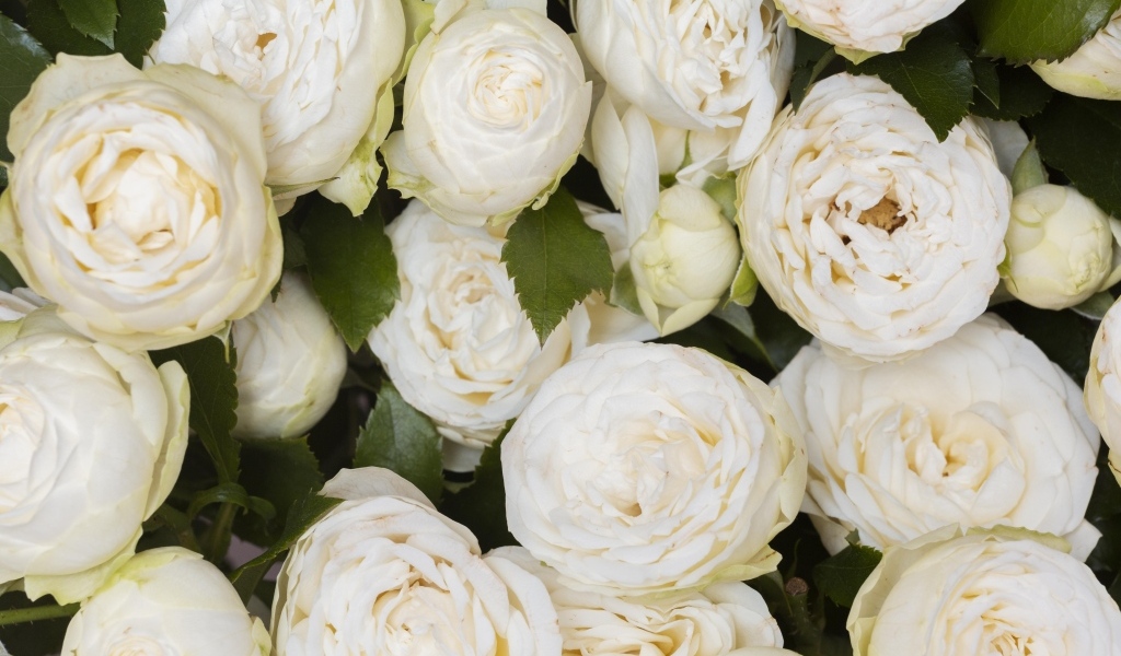 Много белых садовых роз крупным планом