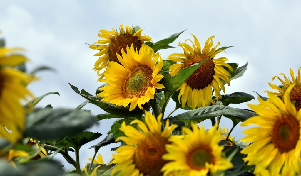 Много желтых подсолнухов на поле летом