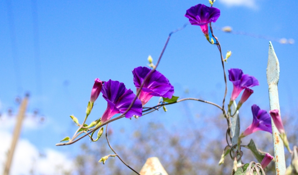 Цветы ипомея на фоне голубого неба