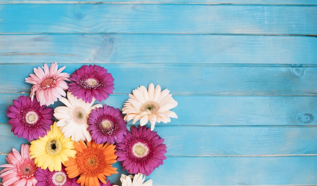 Разноцветные герберы на голубом фоне