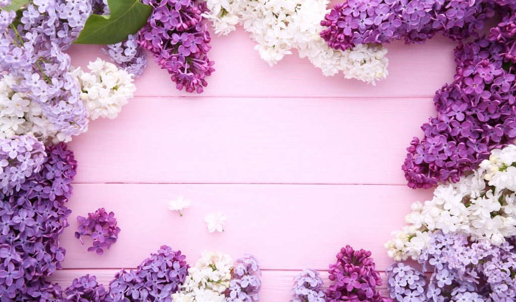 Разноцветные цветы сирени на розовом фоне