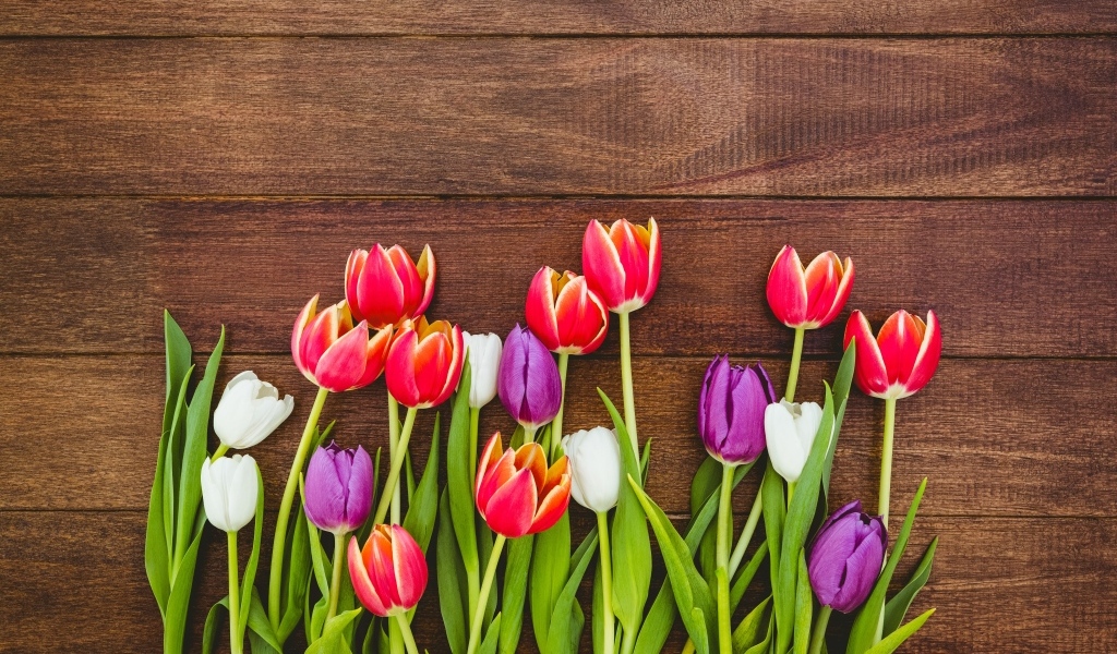 Разноцветные тюльпаны на деревянном фоне