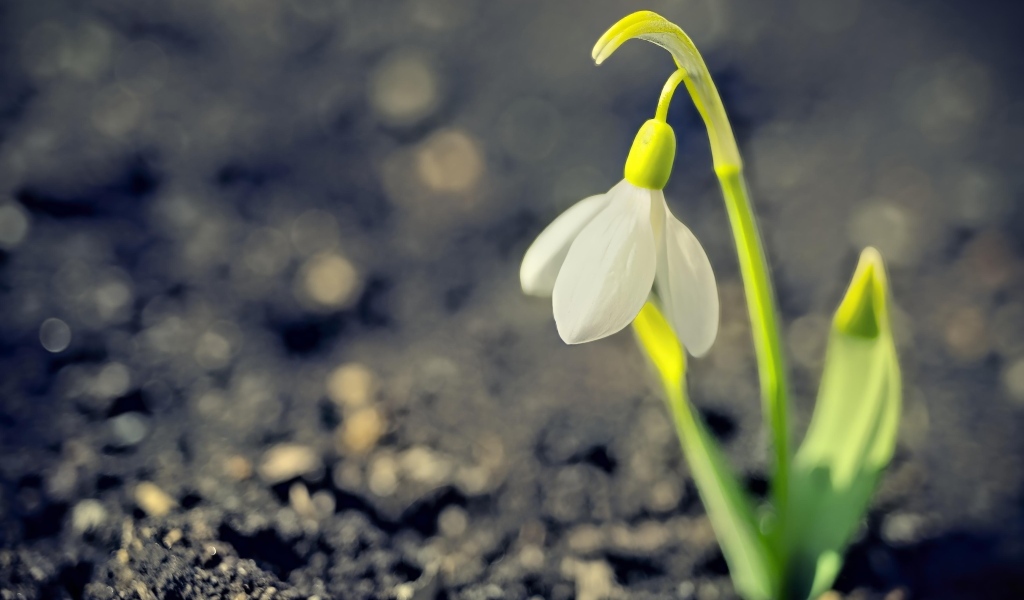 Один белый весенний подснежник на черной земле