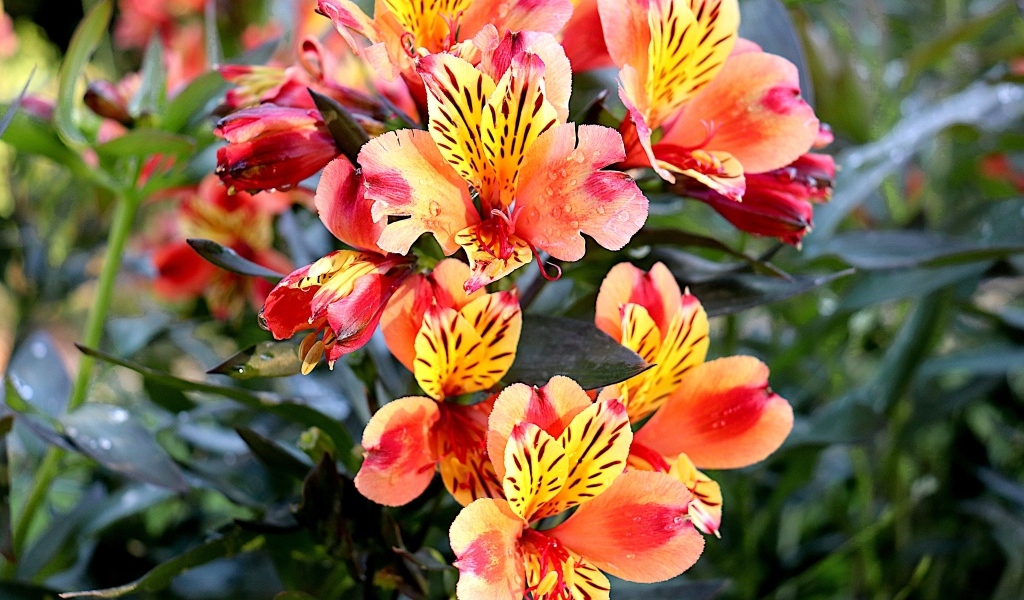 Оранжевые цветы альстромерия крупным планом