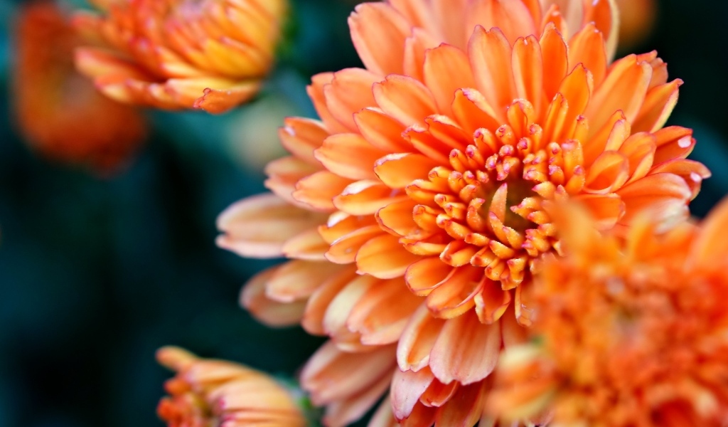 Оранжевые хризантемы на ветке крупным планом