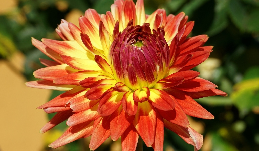 Оранжевый цветок георгина крупным планом