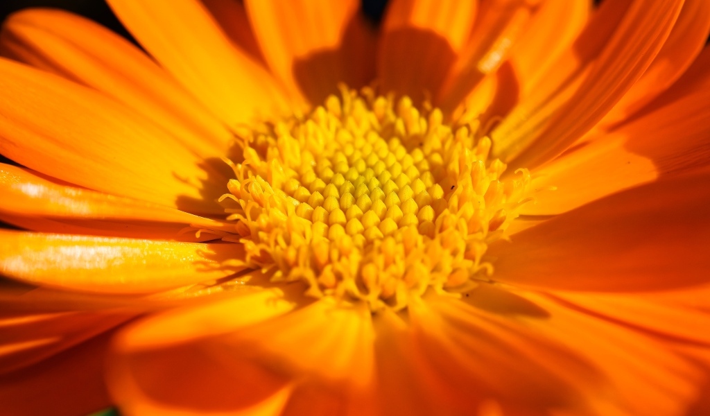 Оранжевый цветок георгина крупным планом