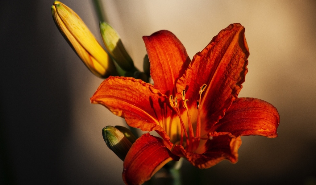 Оранжевый цветок лилейника с бутоном крупным планом