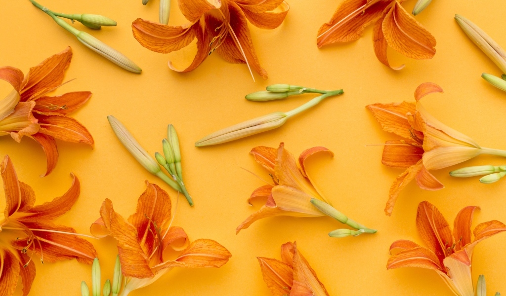 Оранжевые цветы лилейника на желтом фоне