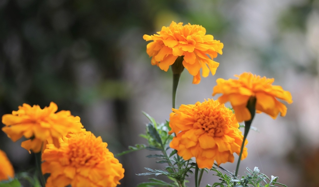 Оранжевые садовые цветы бархатцы