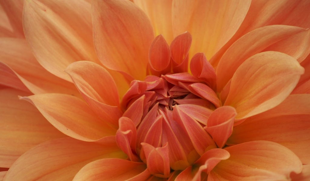 Оранжевый крупный цветок георгина крупным планом