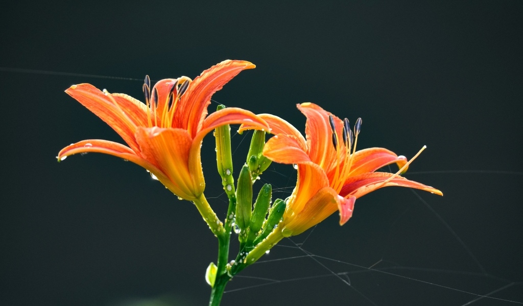 Оранжевые цветы лилии на черном фоне в каплях росы