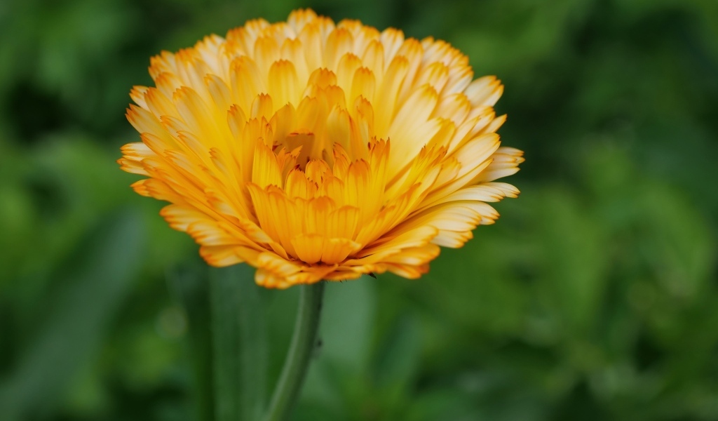 Оранжевый цветок ноготки крупным планом