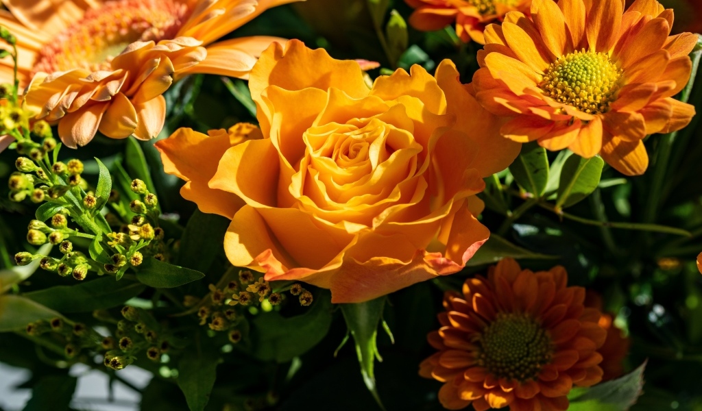 Оранжевые розы и хризантемы крупным планом