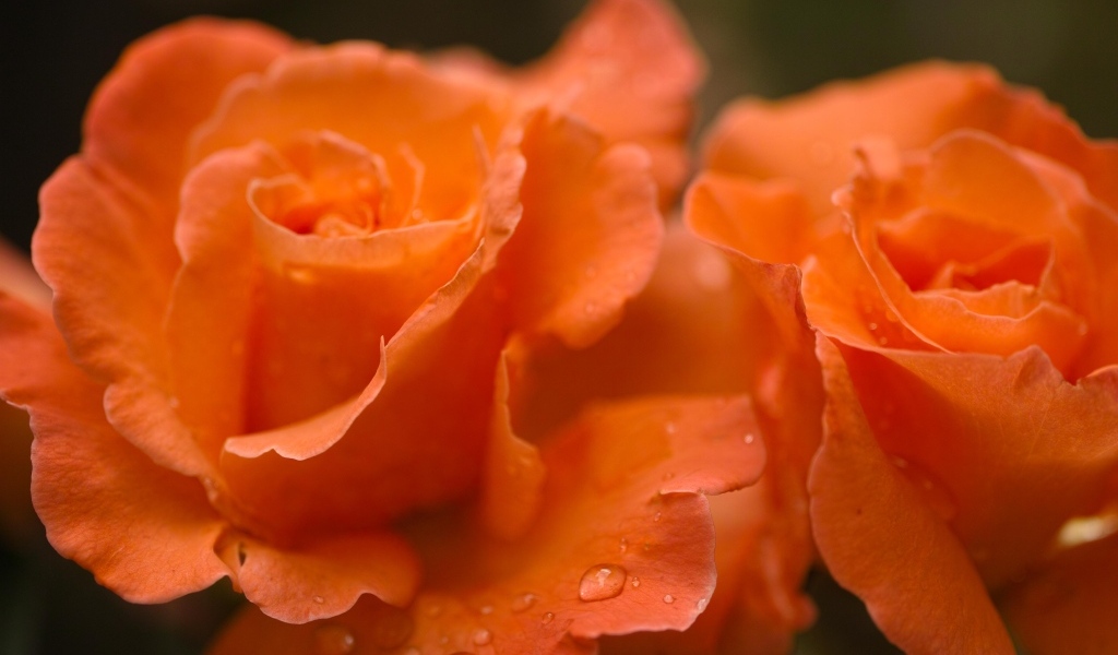 Оранжевые розы с каплями дождя на лепестках