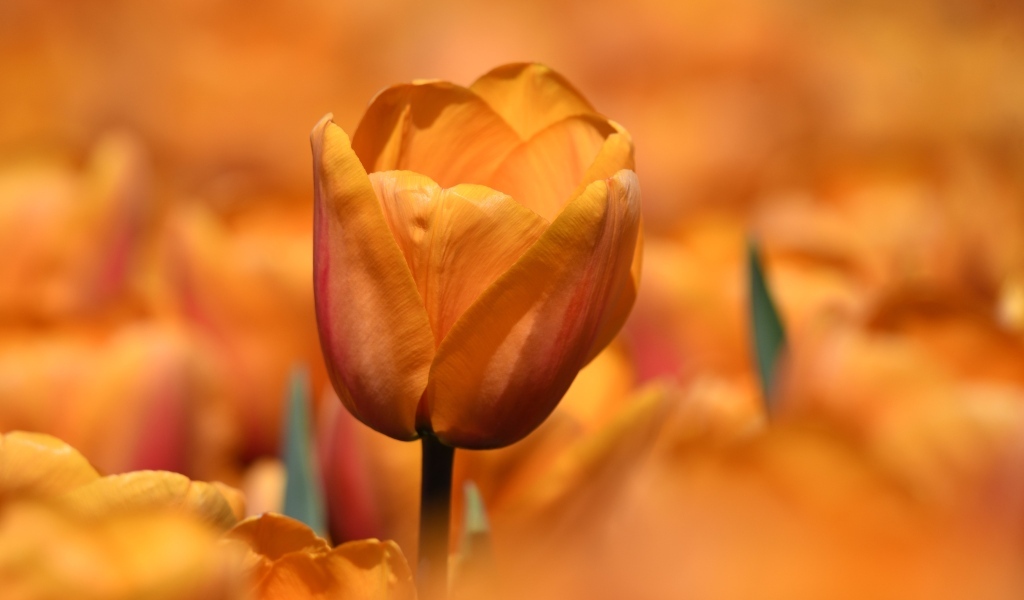 Оранжевый цветок тюльпана на клумбе крупным планом