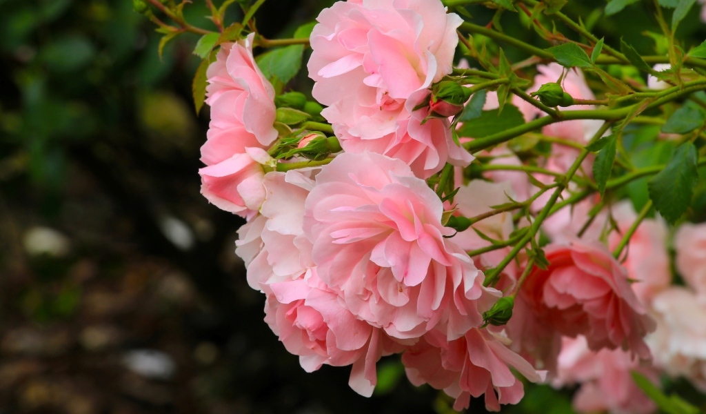 Куст парковой розы с розовыми цветами