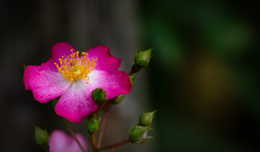 Парковая роза с бутонами крупным планом