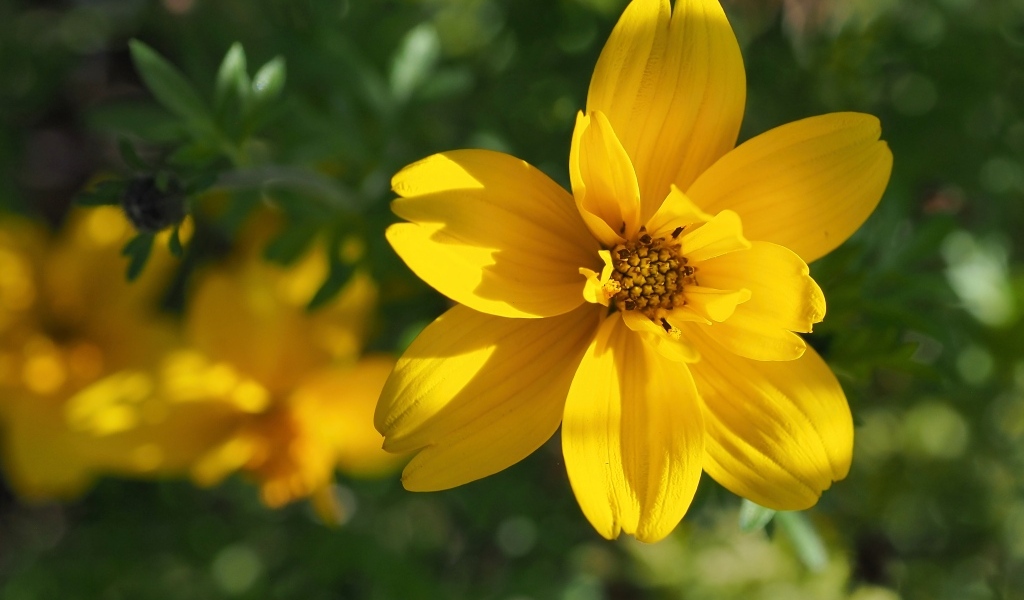 Многолетний желтый цветок хризантемы