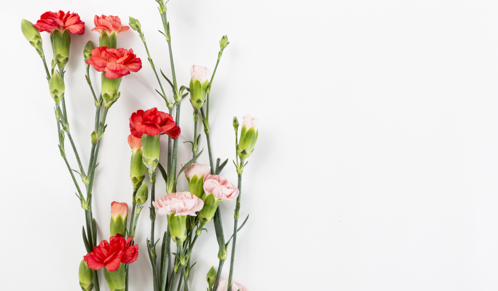 Розовые и красные гвоздики на сером фоне