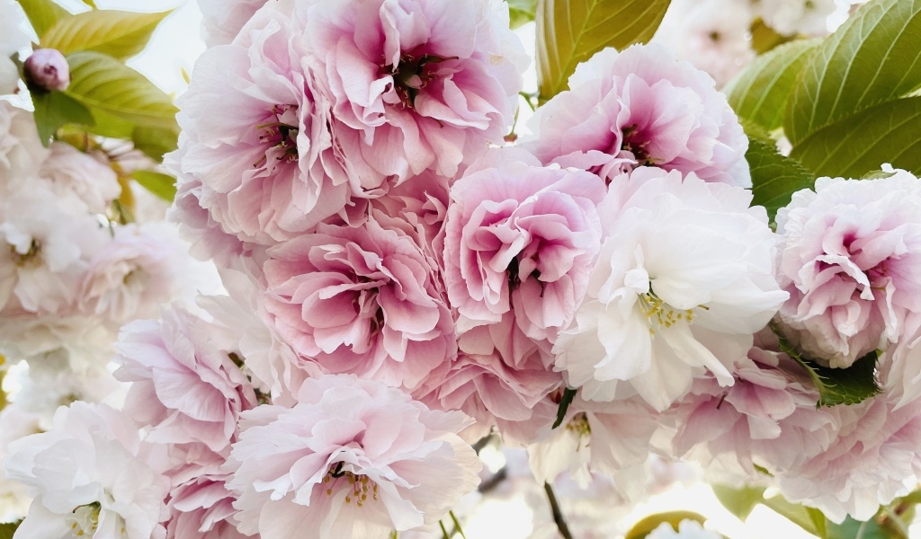 Розовые и белые цветы луизеания крупным планом