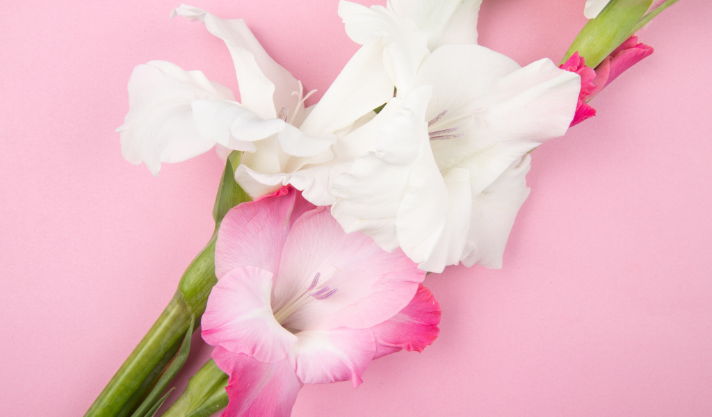 Розовые и белые цветы гладиолуса на розовом фоне