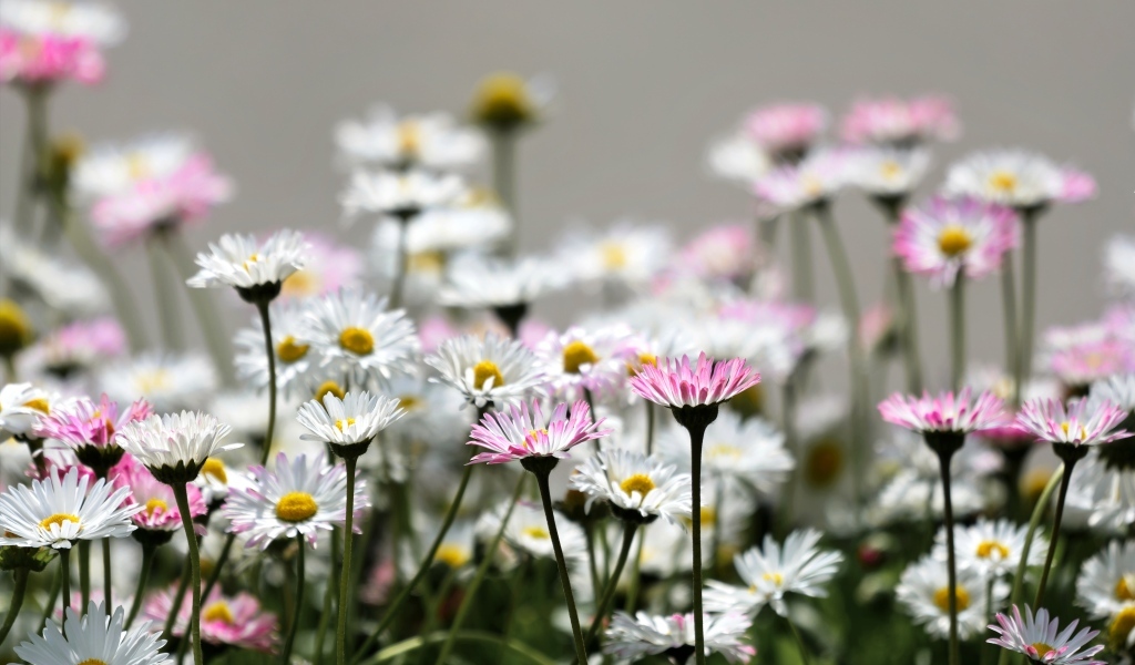 Розовые и белые мелкие цветы маргаритки