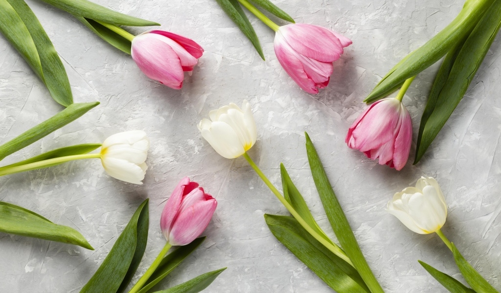 Розовые и белые тюльпаны на сером столе крупным планом