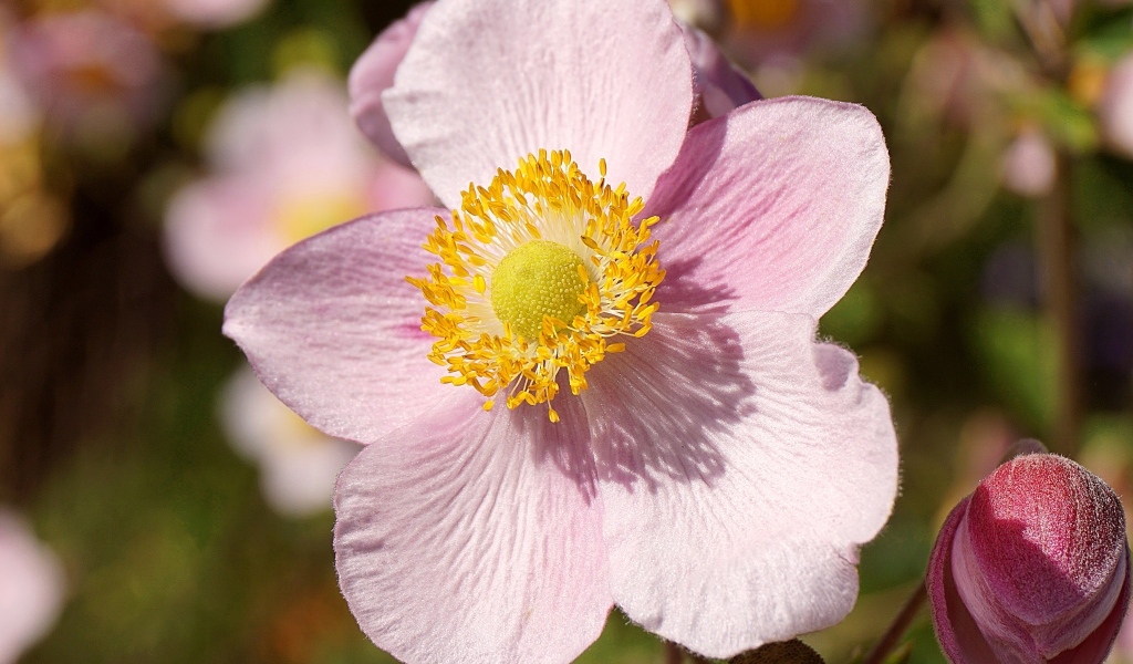 Розовый цветок анемона с бутоном крупным планом