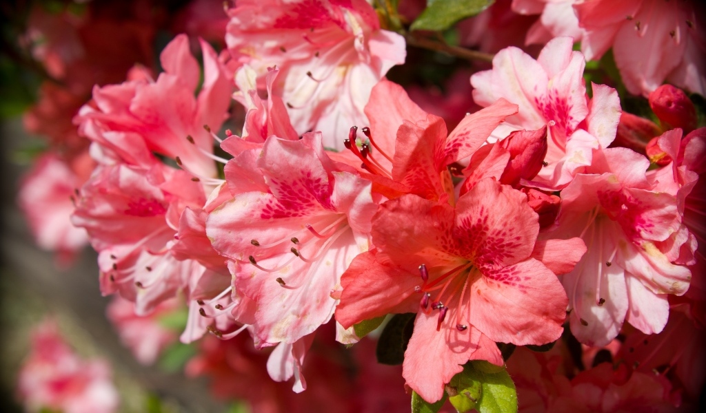 Розовые цветы азалия крупным планом