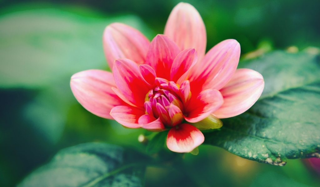 Розовый распускающийся цветок георгина с зелеными листьями