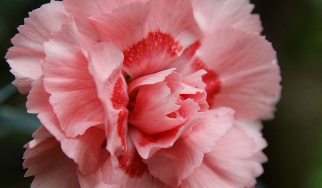 Розовая гвоздика крупным планом