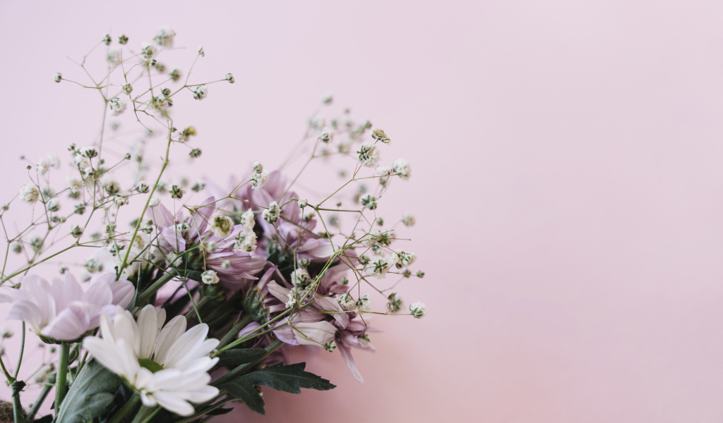 Розовые цветы хризантемы с цветами гипсофилы на белом фоне