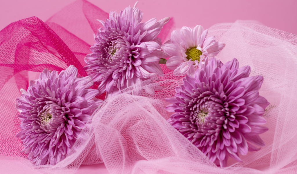 Розовые хризантемы и вуаль на розовом фоне