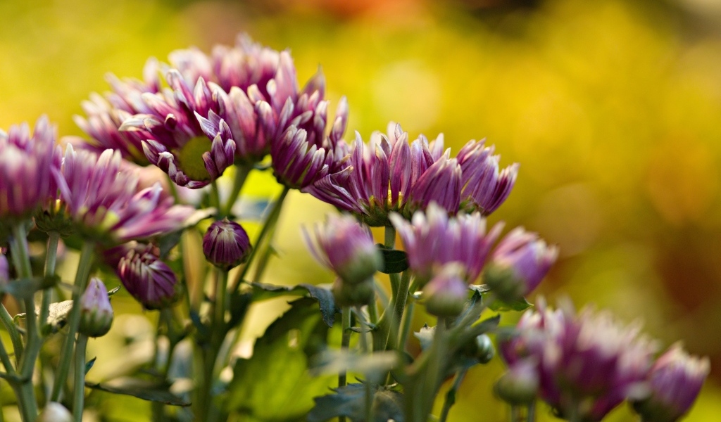 Розовые распускающиеся хризантемы на клумбе