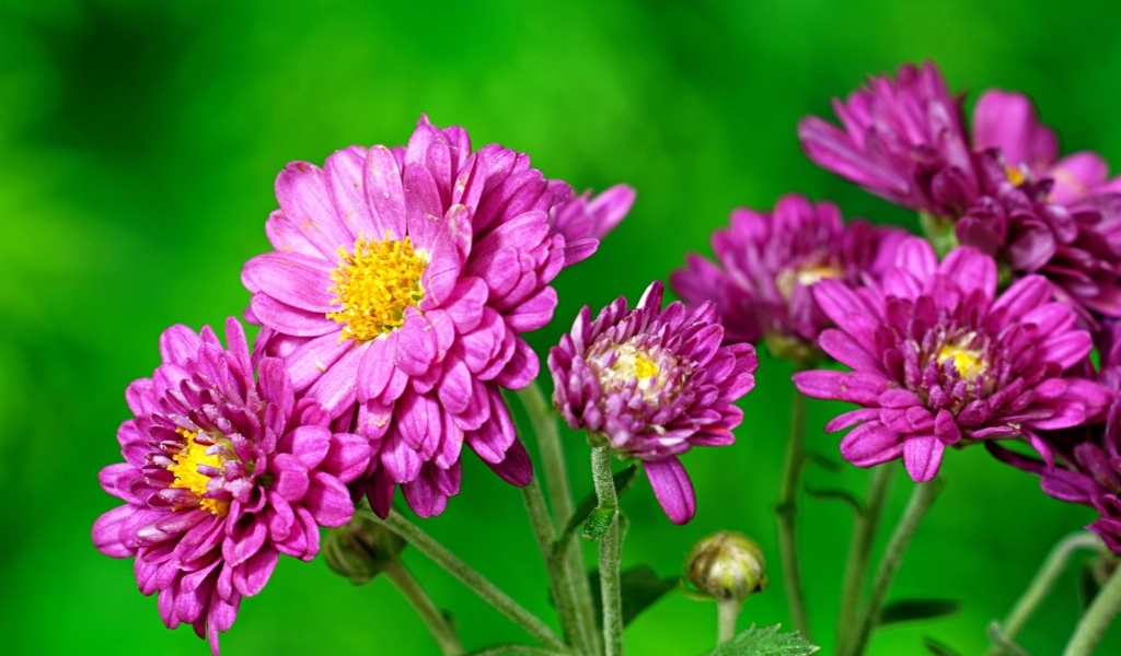 Розовые  хризантемы на зеленом фоне