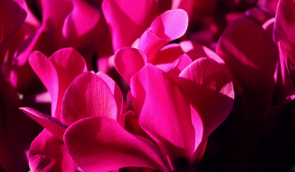 Розовые цветы цикламена крупным планом