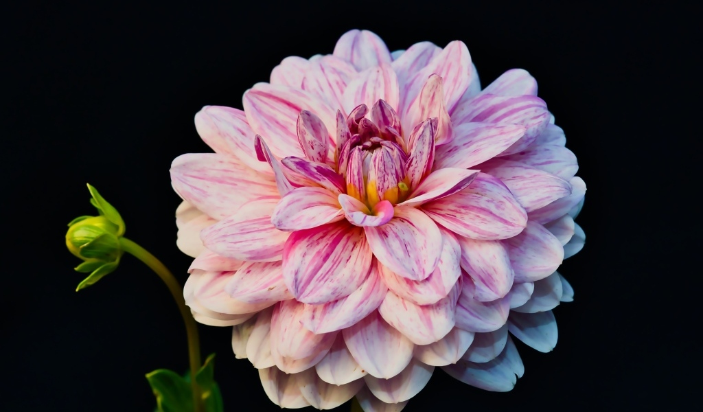 Розовый цветок георгина с бутоном на черном фоне