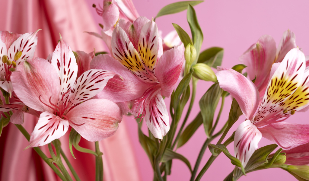 Розовые нежные цветы альстромерия крупным планом