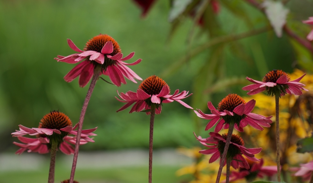 Розовые цветы эхинацея на клумбе