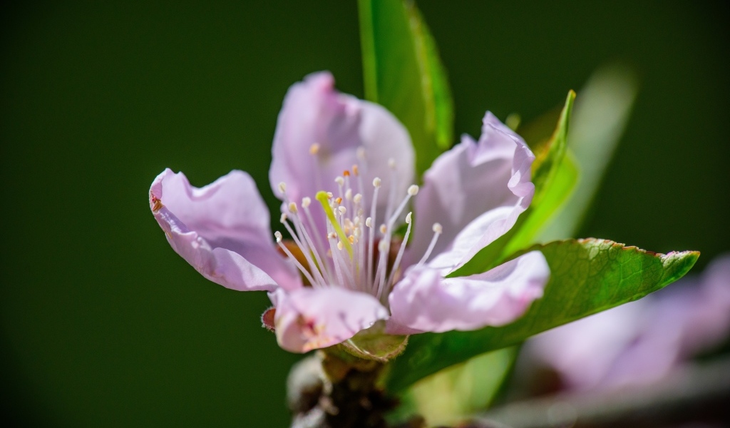 Розовый цветок на ветке дерева весной с зелеными листьями